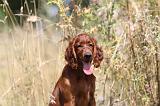 SETTER IRLANDAIS 093